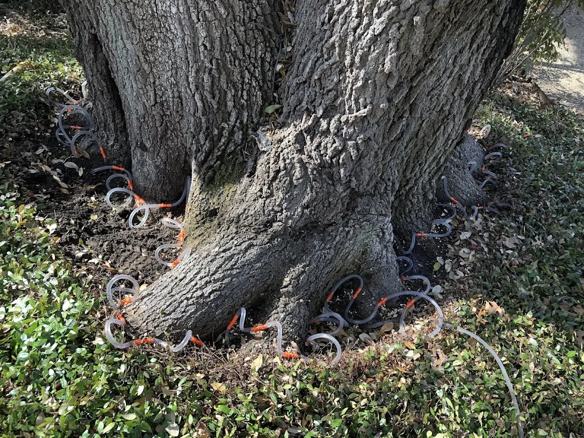Detailed Tree Cabling and Bracing job site in Dunbar