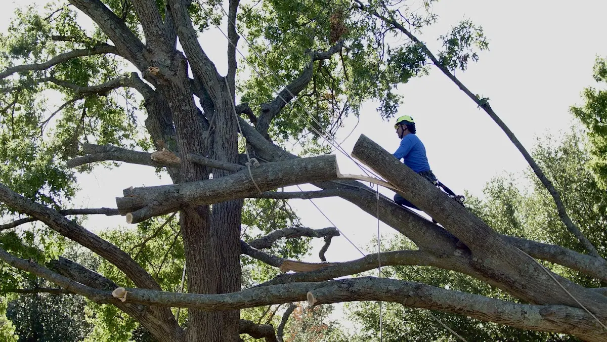 Professional Hazardous Tree Removal performed by certified arborists in Dunbar